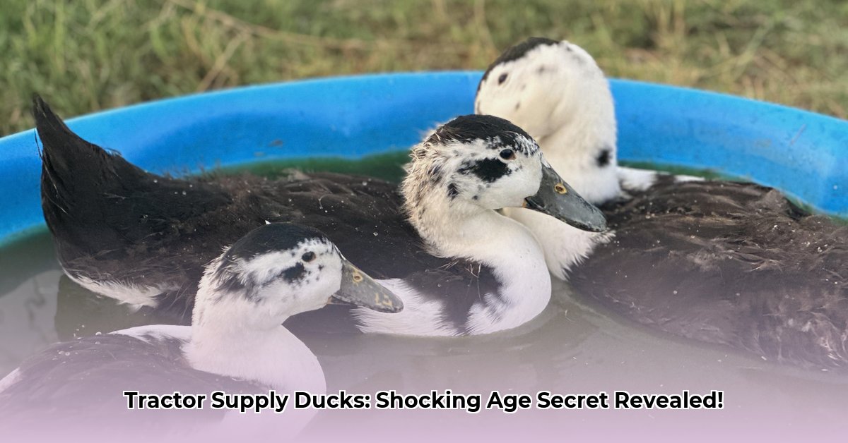 how-old-are-tractor-supply-ducks